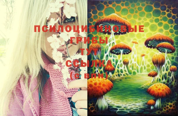 шишки Новокубанск